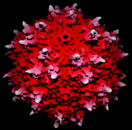 파킨슨병 환자의 뇌에 유전자를 전달하는 데 사용된 바이러스인 아데노 관련 바이러스 2형