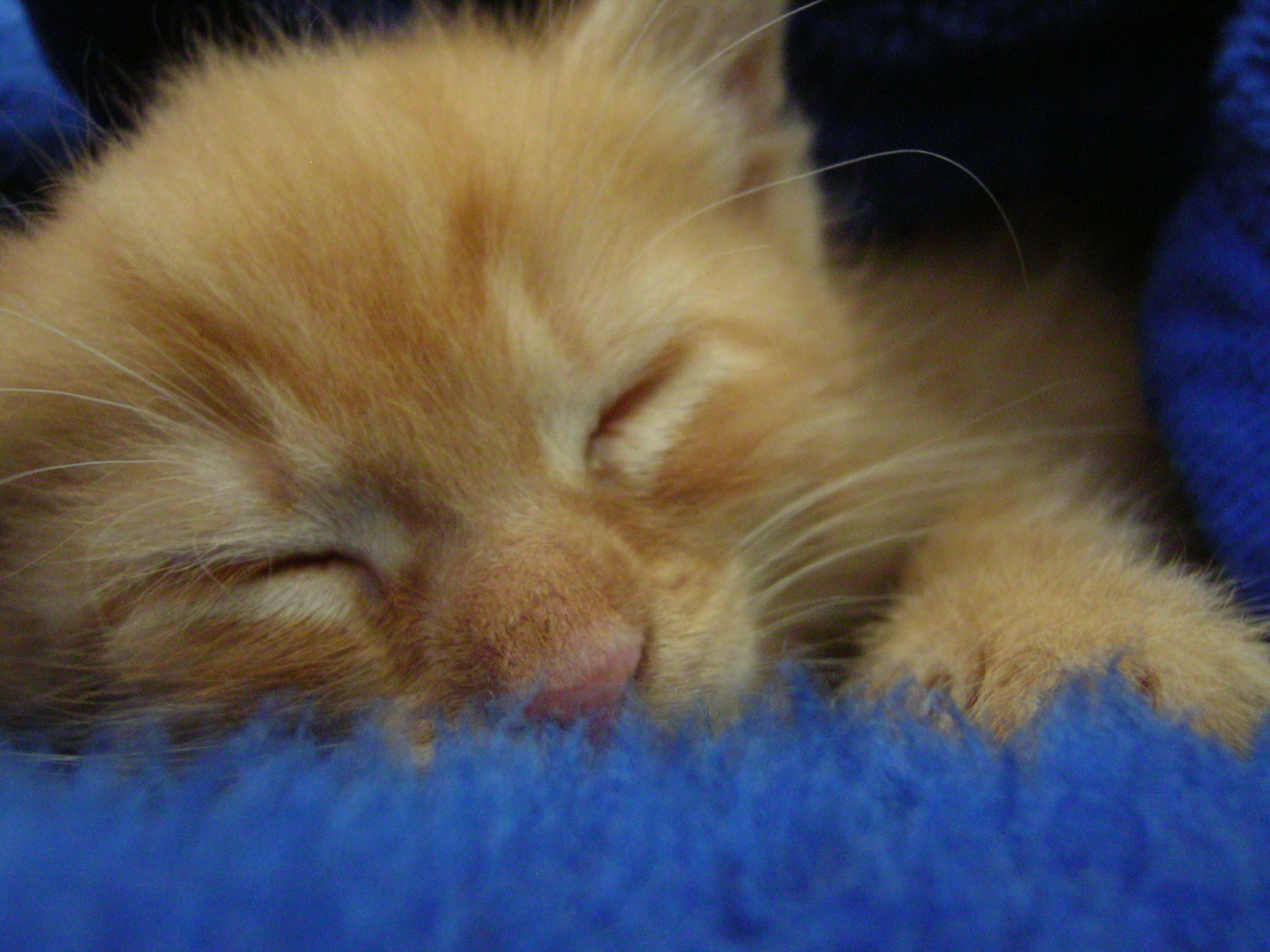 충분한 수면을 취하지 못하면 인지 능력에 큰 혼란을 초래하기 때문에 초기 수면 부족이 헌팅턴병의 인지 부족을 유발하는 시나리오를 상상하고 싶어진다.