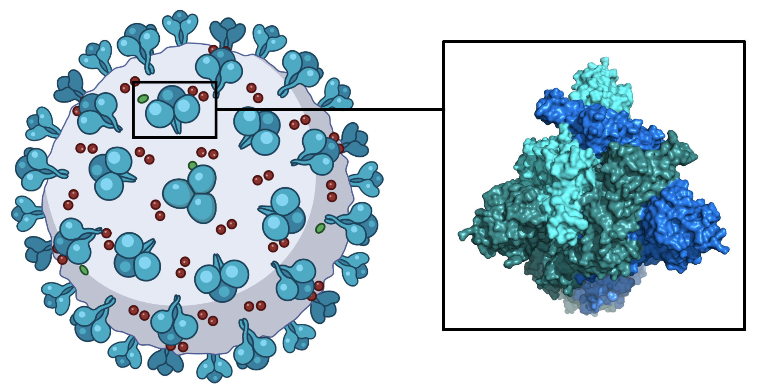 mRNA COVID-19 백신은 우리 몸에 바이러스의 표면에서 발견되는 COVID-19 스파이크 단백질의 무해한 조각을 만들도록 지시합니다. 우리의 면역체계가 스파이크 단백질과 마주칠 때, 우리 몸은 이 단백질에 대한 면역 반응을 발달시킬 것입니다. 즉, 우리가 COVID에 감염되면, 우리는 그것을 물리칠 수 있을 것입니다. Biorder로 만든 이미지입니다.