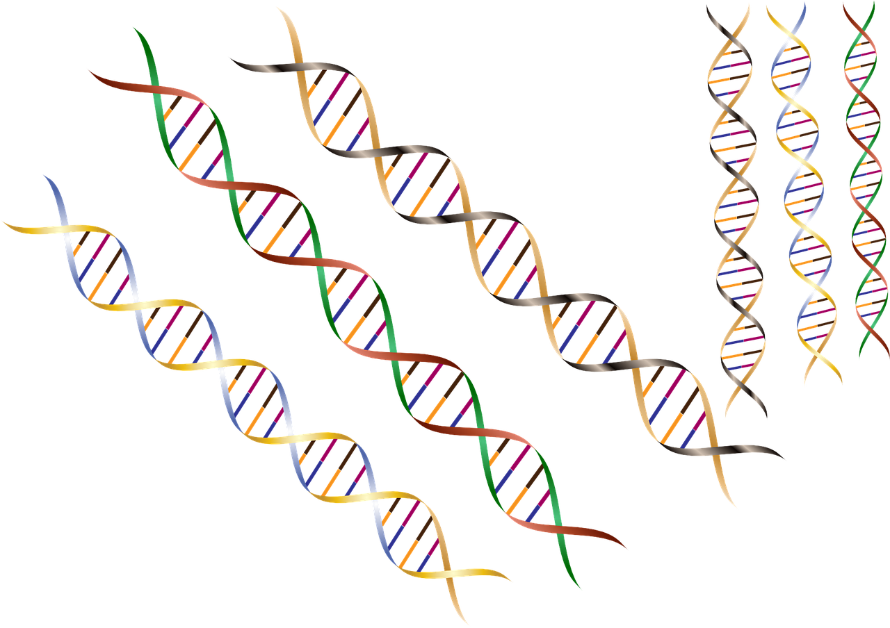 유전자 변형은 헌팅턴병 환자의 초기 증상을 유발할 수 있는 DNA 코드의 작은 변이입니다.