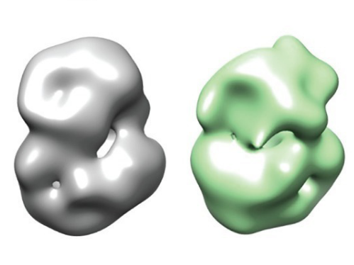 연구 논문의 이미지들은 정상 헌팅틴 단백질 (왼쪽)과 돌연변이 헌팅틴 단백질(오른쪽) 구조의 미묘한 차이를 보여준다.  