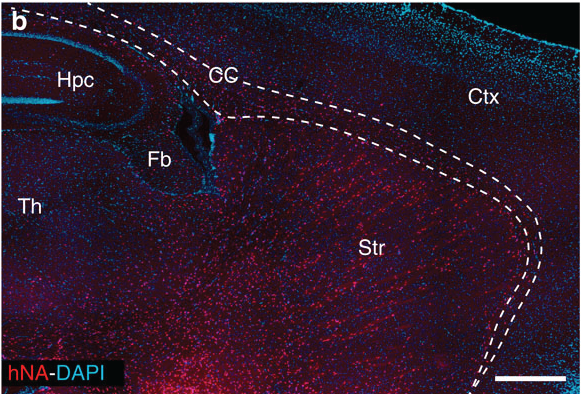 그림에서 각 빨간 점은 성인 마우스 뇌에 존재하는 사람 신경교세포를 의미한다. 라인과 글씨는 다른 뇌 영역을 나타낸다.  