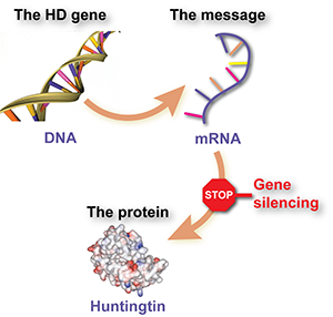 이전에 '유전자 사일런싱 (gene silencing)'약물로 불리는 헌팅틴 (Huntingtin) 저해제는 헌팅틴 유전자에서 '메신저 분자 (message molecule)'를 삭제하도록 세포에 지시함으로써 돌연변이 헌팅틴 (mutant huntingtin)의 수준을 감소시킨다  