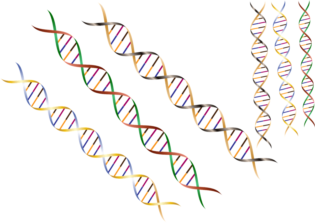 유전자 변형은 헌팅턴병 환자의 초기 증상을 유발할 수 있는 DNA 코드의 작은 변이입니다.  