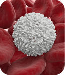 면역 체계를 진정시키는 것이 헌팅턴병 쥐에게 도움이 돼