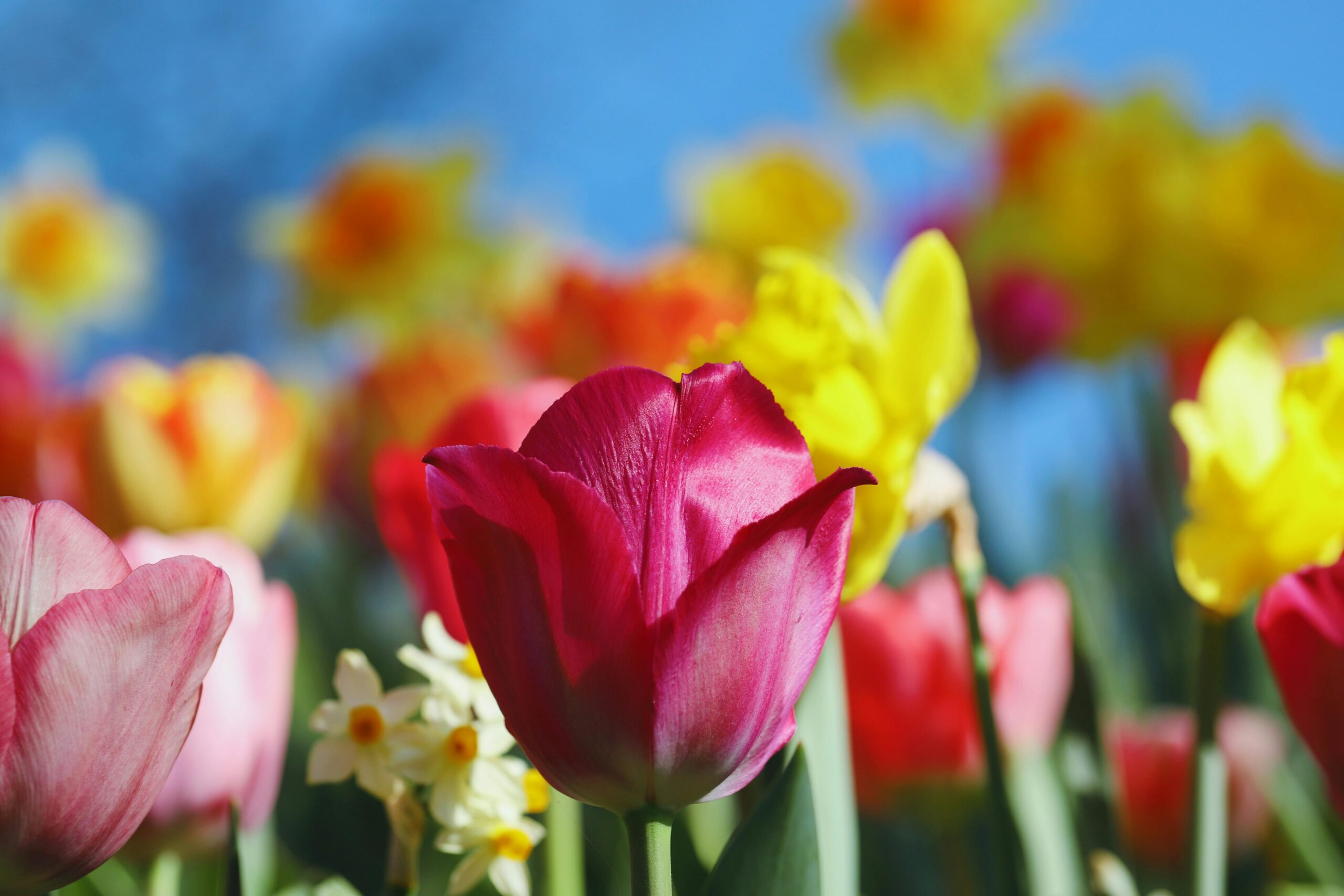 2026년 4월: 이번 달의 헌팅턴병 연구